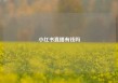 小红书直播有钱吗